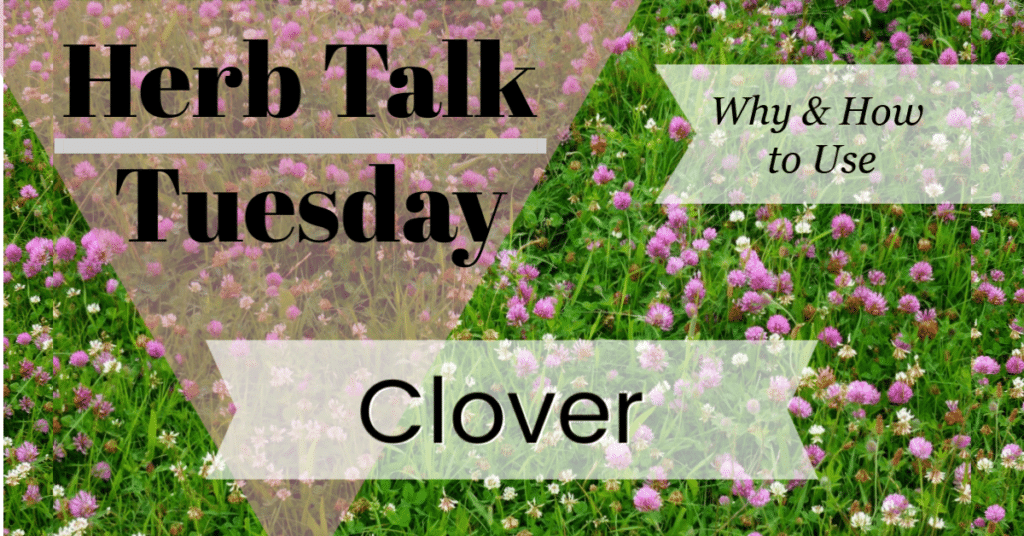 herb talk tuesday clover