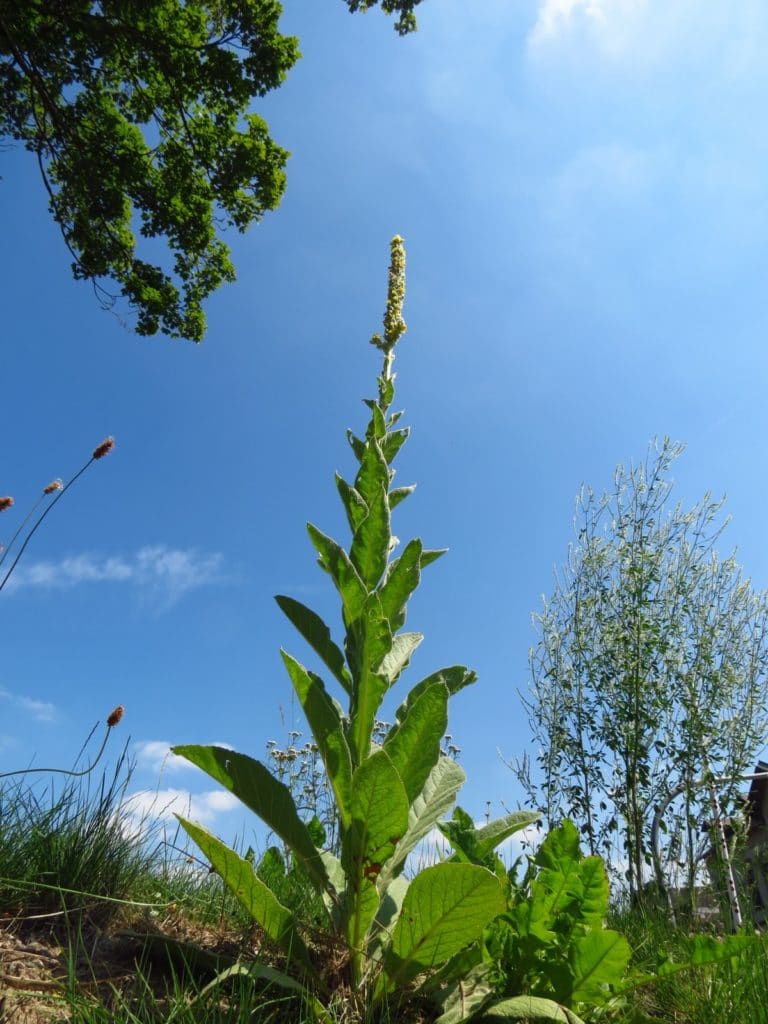 mullein year two